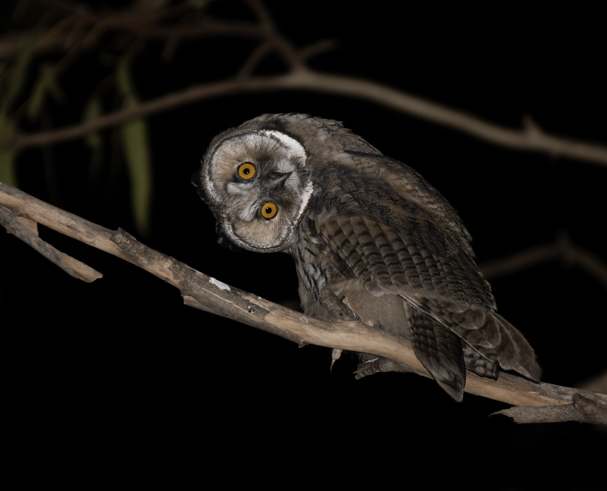 Long-eared Owl